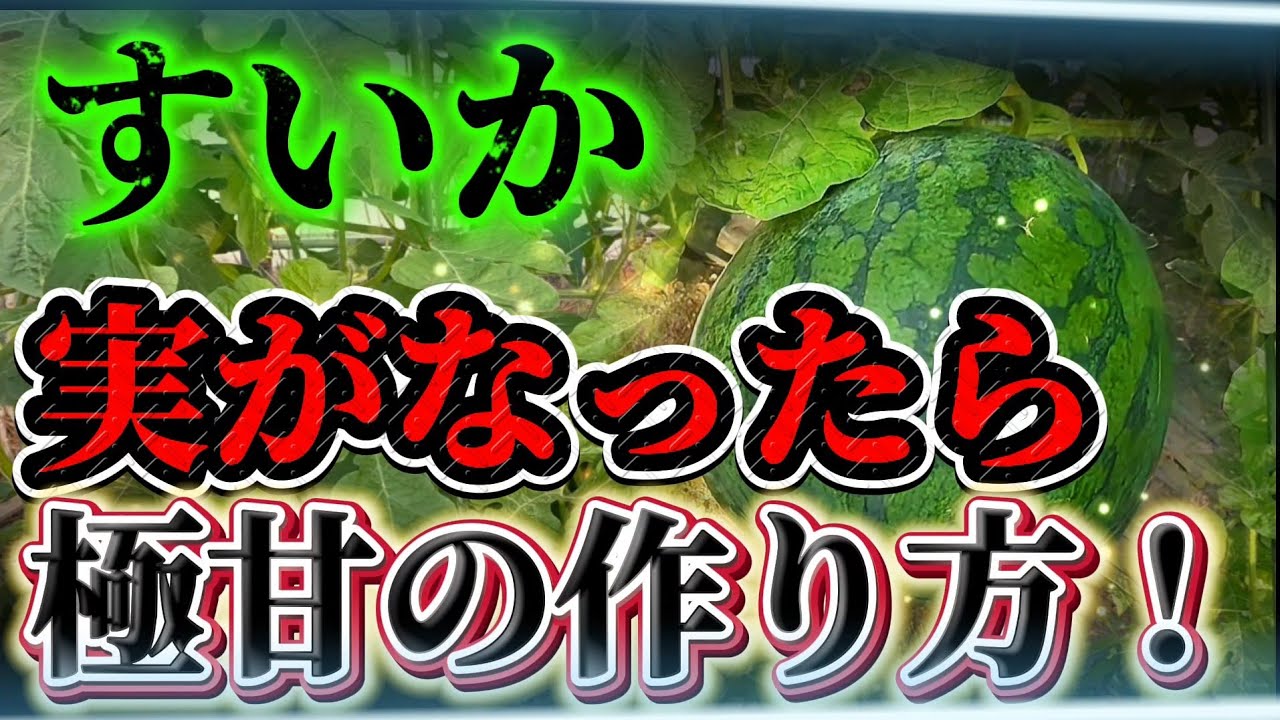 【すいか】実がなってからやるべきことはコレです！！肥大後の水管理が重要になります！！