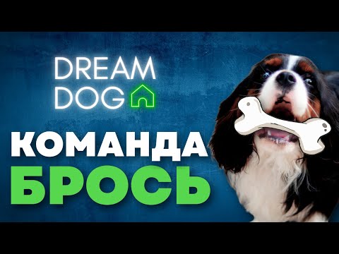 Команда Брось 🐶 Приучить собаку выплевывать из пасти, рта 🐕 Научить щенка команде выплюнь, плюнь 🐩