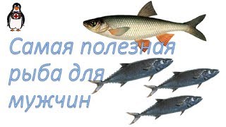 Полезная рыба для мужчин. О ползье морепродуктов. Полезная рыба для мужчин. О ползье морепродуктов.