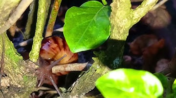 Snails hiding behind flower stems 