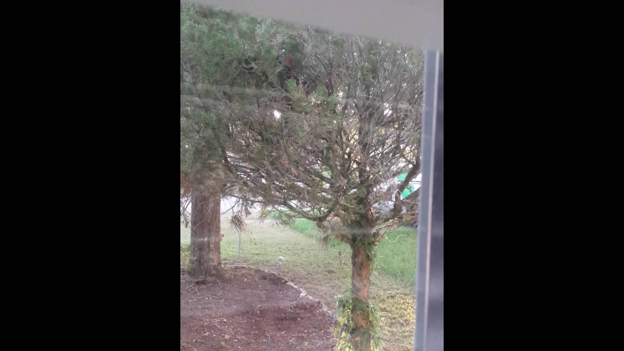 Kellogg's the rooster YouTube