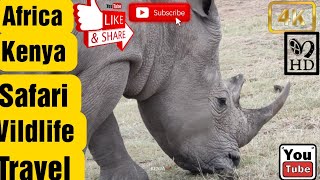 African Wildlife 4K - Relaxing Wildlife Video with Calm Piano Music for Stress Relief