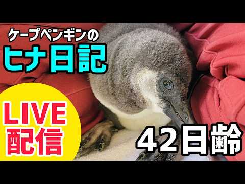 【LIVE配信】ケープペンギンのヒナ日記「42日齢」【劇団ペンターズ】#live #penguin #誕生