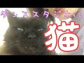 黒猫チェルシー渡辺大知、癒し系バンドでゆる~くダンス 「カルピスソーダ」新WEB限定ムービー なんだかうまくいきソーダ『ひと夏の恋』編