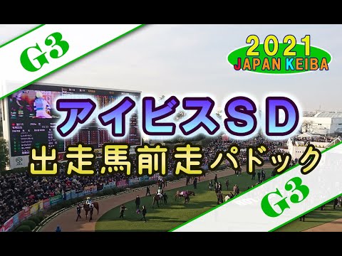 【競馬パドック】アイビスSD・前走パドック（2021年）