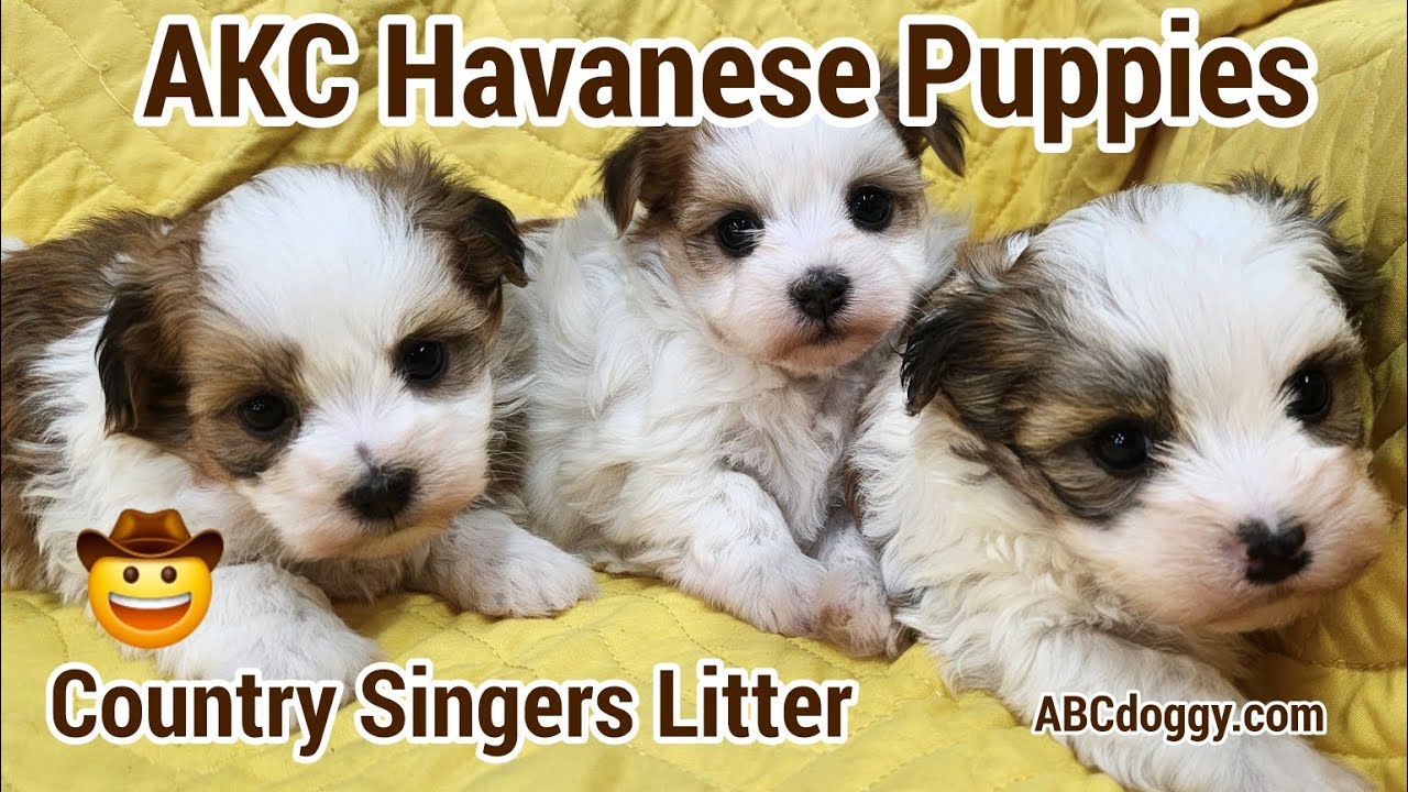 AKC Havanese Puppies * Country Singers * Females * ABCdoggy.com 