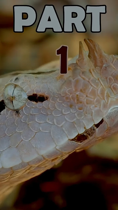 Invisible Predator: Life of the Gaboon Viper 1