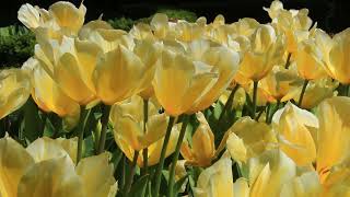 ♦  Yellow Tulips  ♦  Sarı Lâleler  ♦  İSTANBUL  ♦