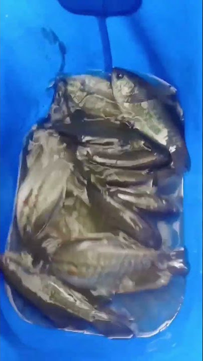 Mancing Ikan Sepat Siam Sexi Hot