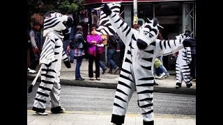 Dancing traffic zebras in La Paz, Bolivia