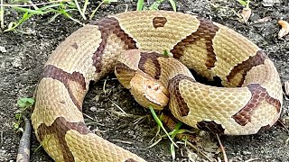 Catch N’ Cook Deadly Copperhead Snake! (Crispy)