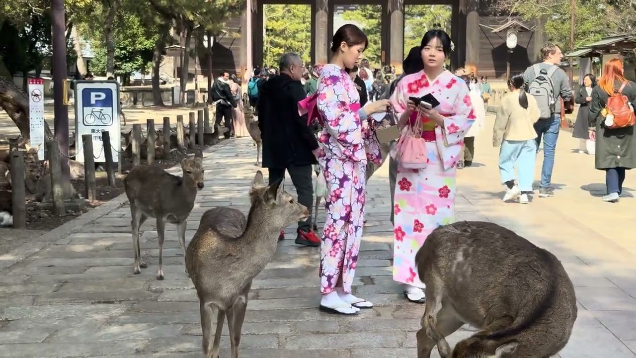 東大寺参道の賢い鹿と外国人観光客🫎NARA  PARK