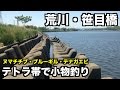 テナガエビを釣るつもりだった 笹目橋 荒川