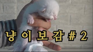 냥이보감#2 새끼고양이우유먹이기,배변 유도하기