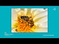 Label APIcité 2018 pour la cause des abeilles: Saint-Vaast-la-Hougue, Maromme et Vire