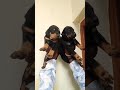 pure European Doberman pair available mahakal pet shop pandharpur &amp; pune 9529626115