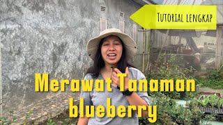 How to care for blueberry plants