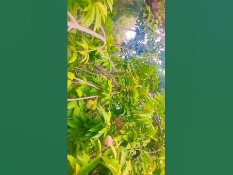 RAM SEETHA FRUIT TREE...... - YouTube