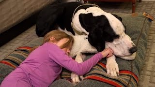 Service Great Dane Who Helps 11YearOld Walk Gets Best Day Ever