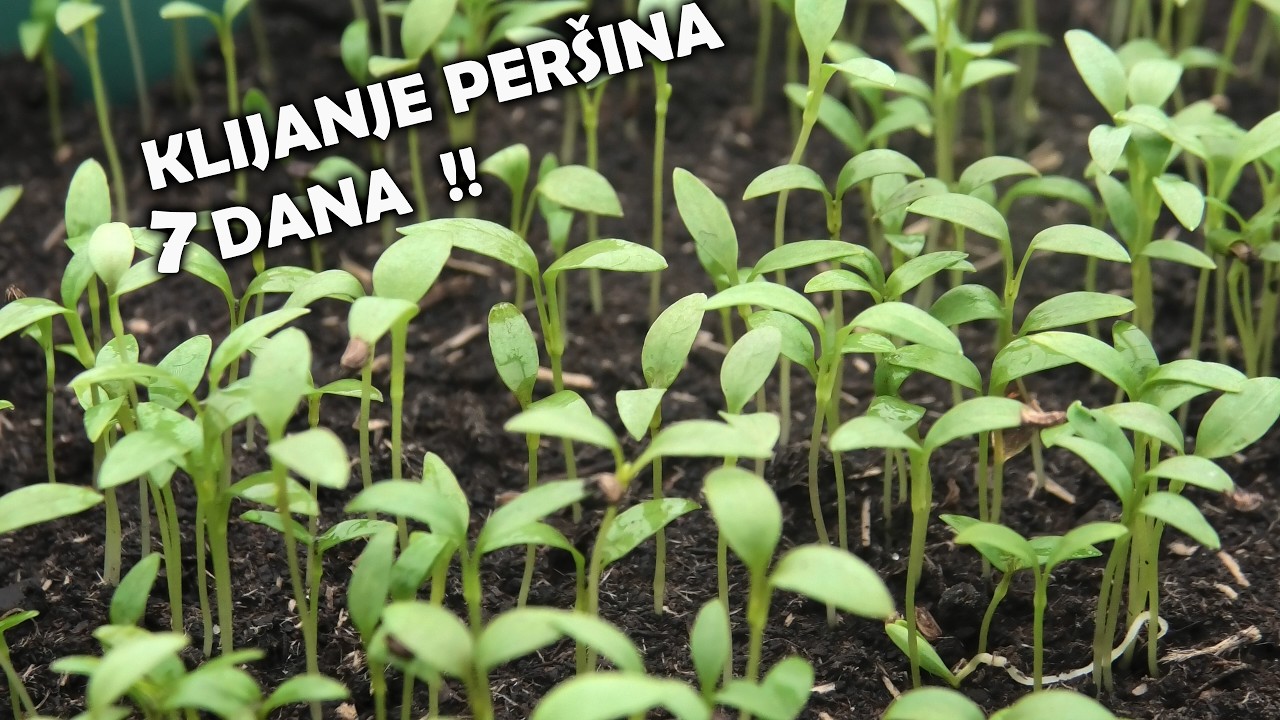 Klijanje peršina za 7 dana