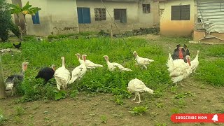 How to know if your turkeys are about to Start Laying Eggs || Turkey Farming. Do Turkeys Lay Eggs Year Round