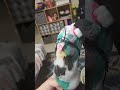 plushie battle