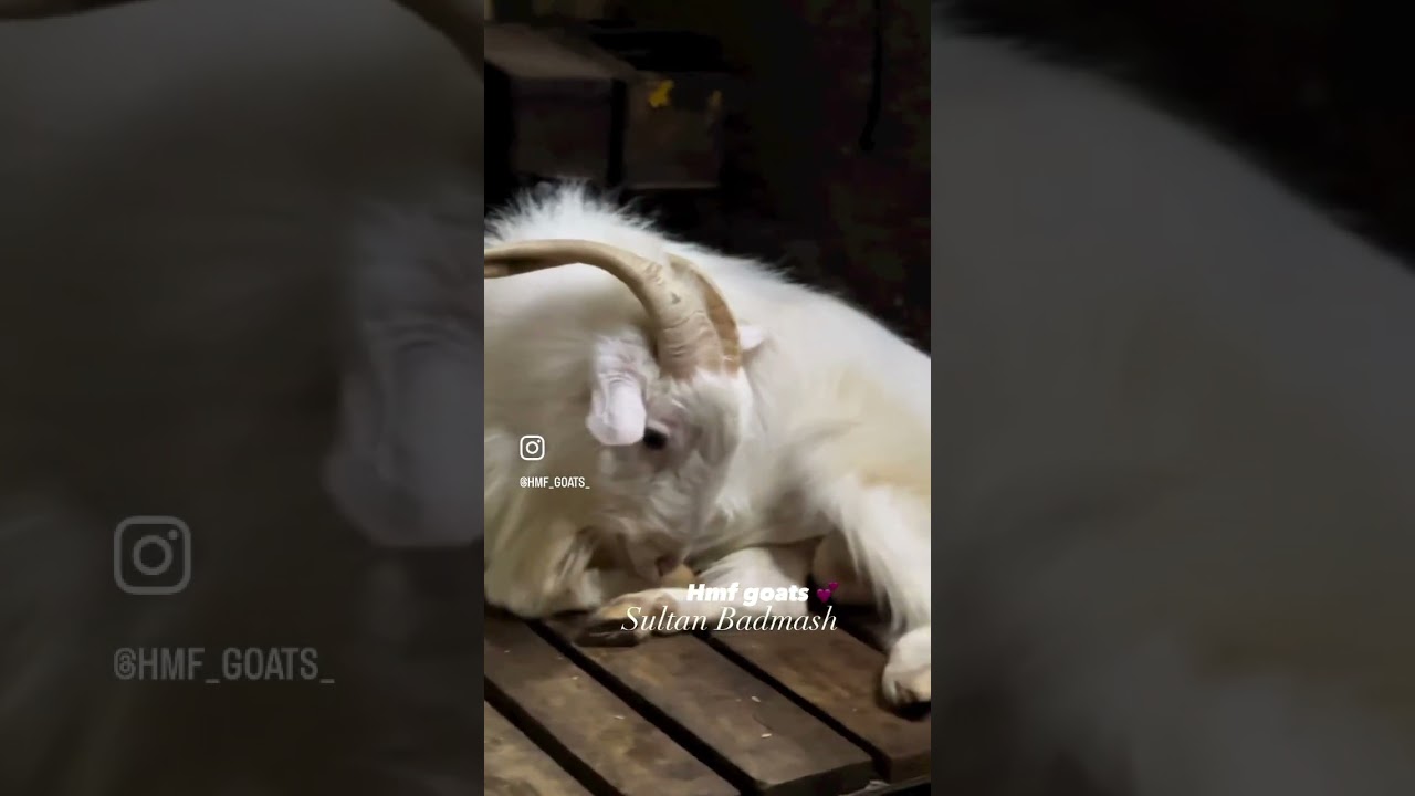 Bantam and zing goat of hmf (BADMASH & SULTAN 🤍) 