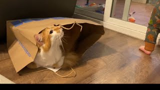 Fluffy Cat In A Bag by MaxluvsMya 3,277 views 1 month ago 1 minute, 37 seconds