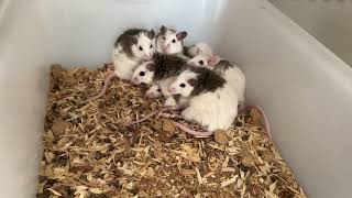 Rats Has Babies! update on ASF rats.