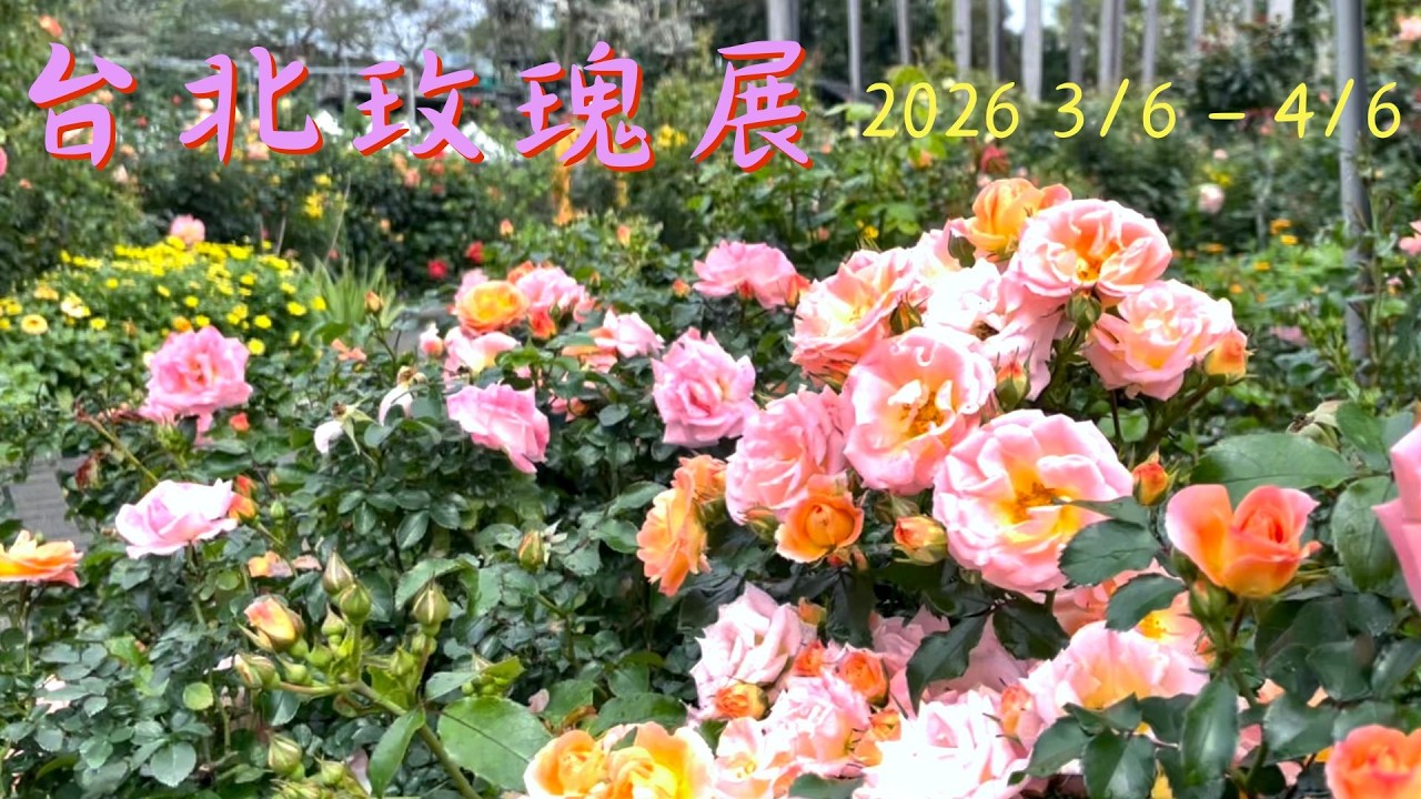 2026台北玫瑰展玫感藝象超美花海！綠玫瑰米多莉公主現身必拍，數百種五顏六色的玫瑰花等你來～