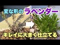 【挿し木で増やした後】1からラベンダーを大きくキレイに仕立てる方法!挿し木で増やした後にも役立ちます!!