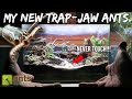 My New Terrarium of TRAP-JAW ANTS: Ants with an Extremely Painful Bite &amp; Sting