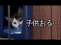 子供と初対面した保護猫