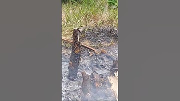 cá nướng lá chuối khô #thichnauan #cooking #canuong #cánướng #canuongtrui