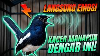 SUARA KACER PANCINGAN BIKIN LANGSUNG EMOSI DAN NYAUT NGEPLAY & NGOBRA