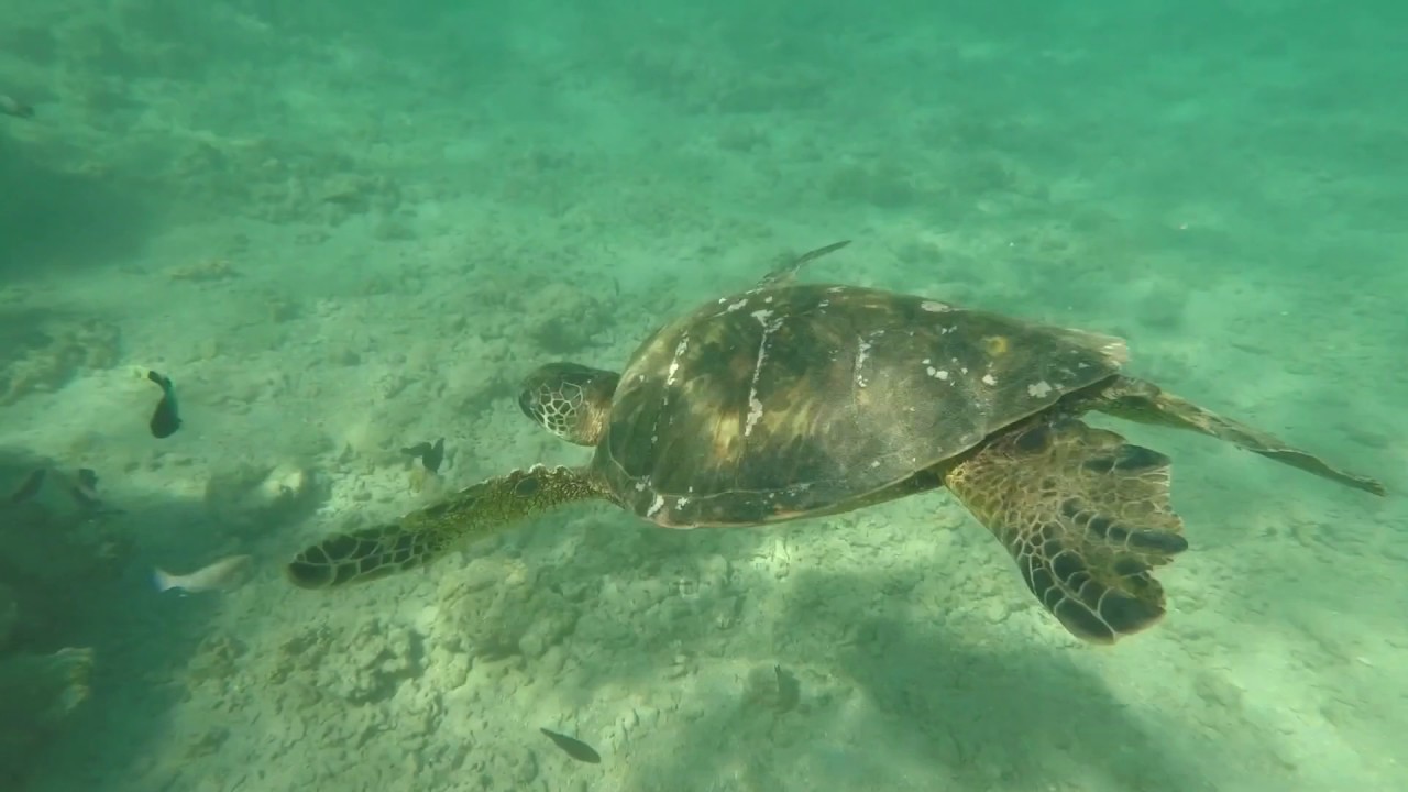 Anini Beach Snorkeling YouTube