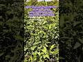 pakistani lemon 🍋 ( पाकिस्तानी) price 110 rupay all plant flowering available #plantnursery #plants