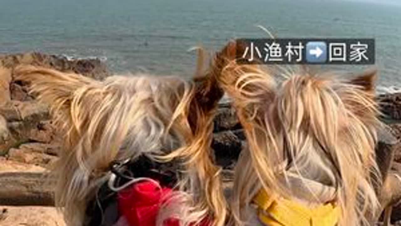 第一视角养狗｜带狗自驾游两天一夜Day2！今天去小渔村啦 天气真好☀️#约克夏 #vlog十亿流量扶持计划 #vlog日常 #第一视角  #带狗自驾游 @抖音创作小助手 @抖音小助手
