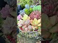 【多肉植物】たまには綺麗なのも見せたいのーん【succulent】