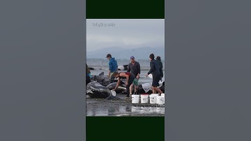 Hiện Tượng Cá Voi Mắc Cạn - Thảm Kịch Và Hy Vọng Từ Đại Dương #animals #dongvat