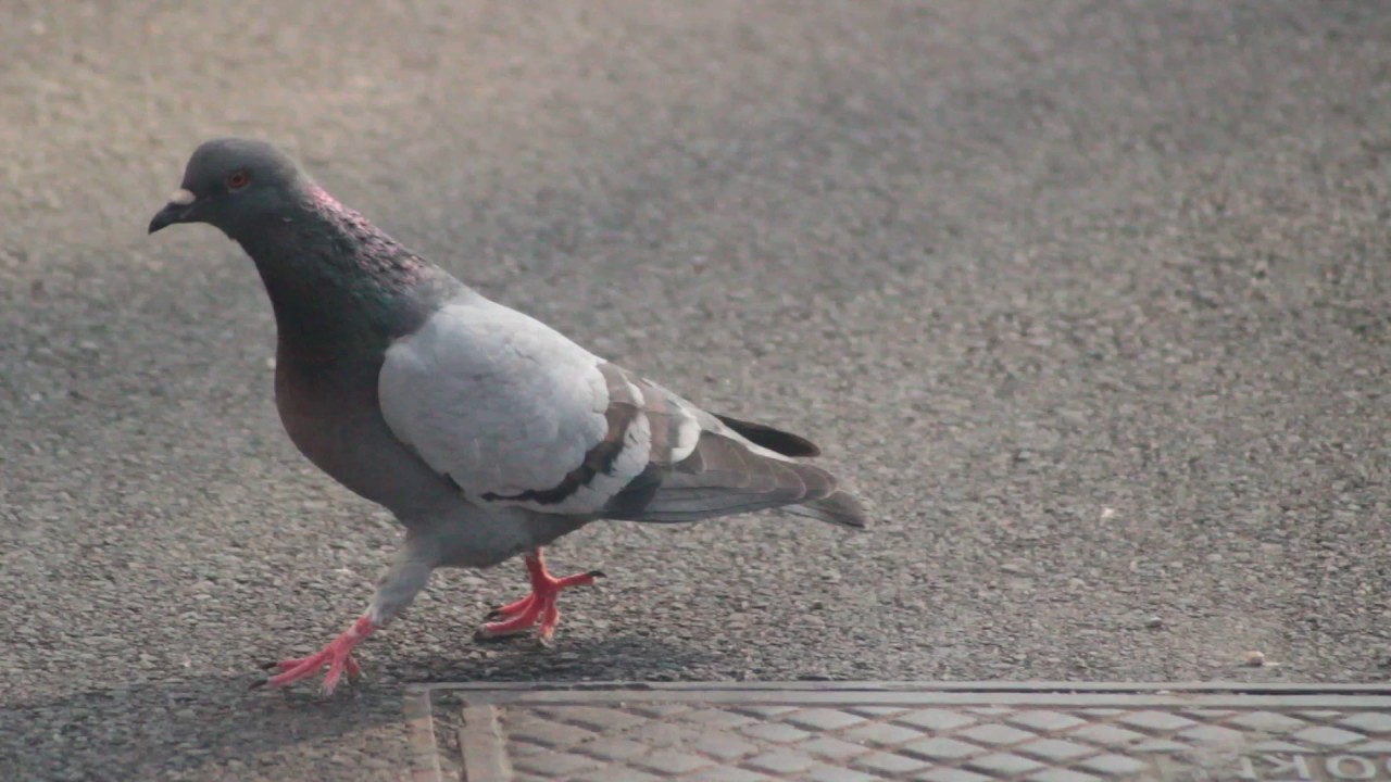 Pigeon walk YouTube