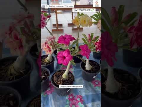 Rare Imported Adenium