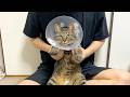 天竜人みたいな狂暴猫の爪を切ったらマジで殺されかけた...