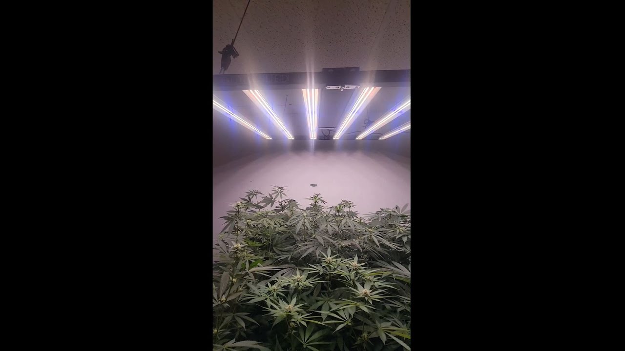 Optic LED Grow Lights - Slim 500s & Master Controller Unboxing by @Genetic_dreams420