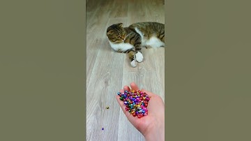 Cat Barsik 🔔🌈⭕ Reverse video #marblerunandmore #cat #reverse