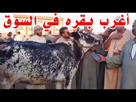 أغرب بقره شفتها في سوق المواشي