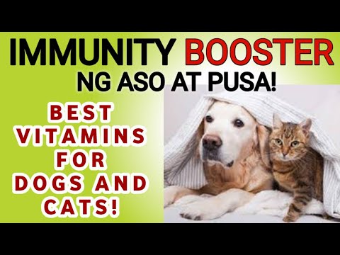 Video: Nutrisyon Upang Palakasin Ang Immune System Ng Mga Aso At Pusa