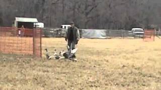 C-Horse Chilly: Herding A course by Red-Dawn Border Collies 239 views 12 years ago 4 minutes, 12 seconds