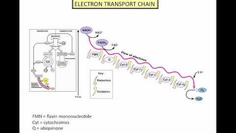 Microbial Metabolism - Part 2.mp4
