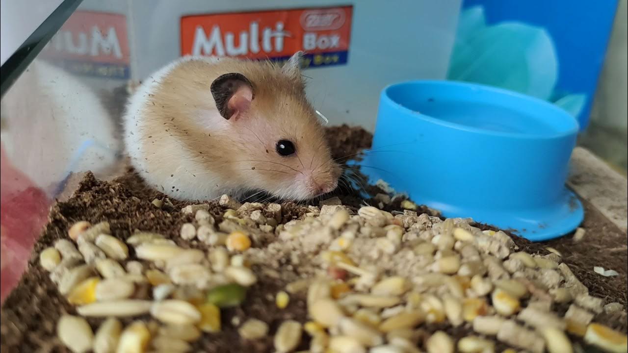 Hamster preparing nesting materials... YouTube